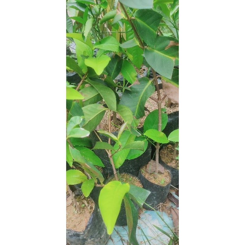 Bibit Jambu Air Madu