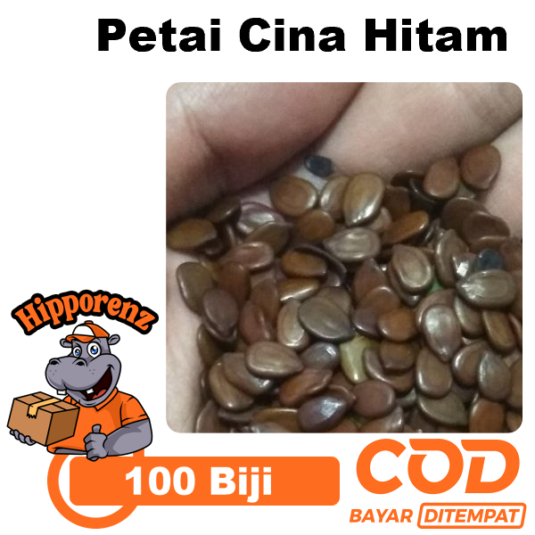 

Biji Petai Cinah Sudah Hitam 100 Pcs Siap Tanam