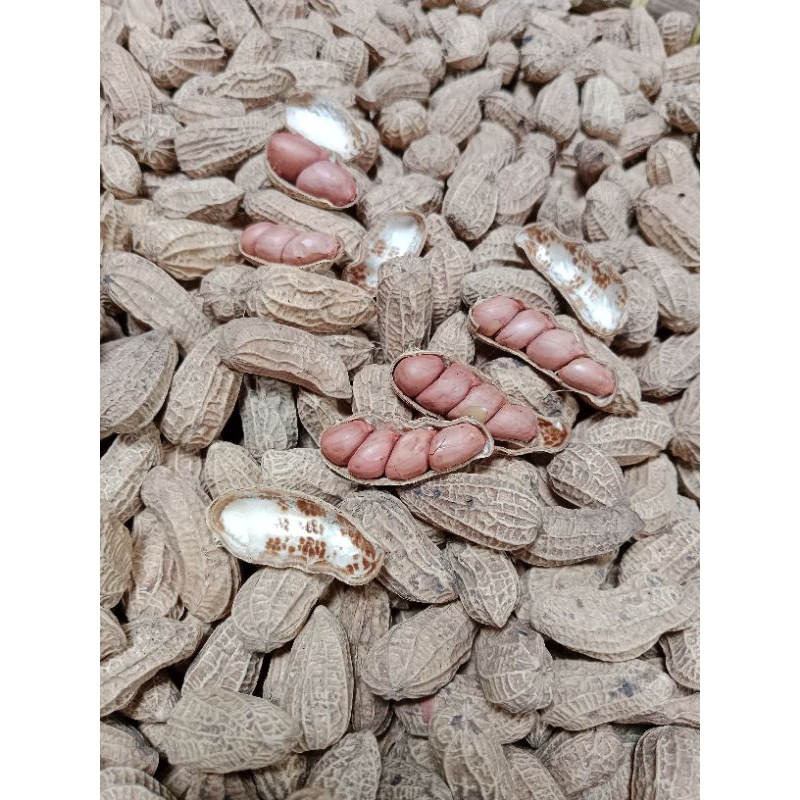 

Maknyuss1 Kacang Kulit Sangrai Bendo 2 Kg