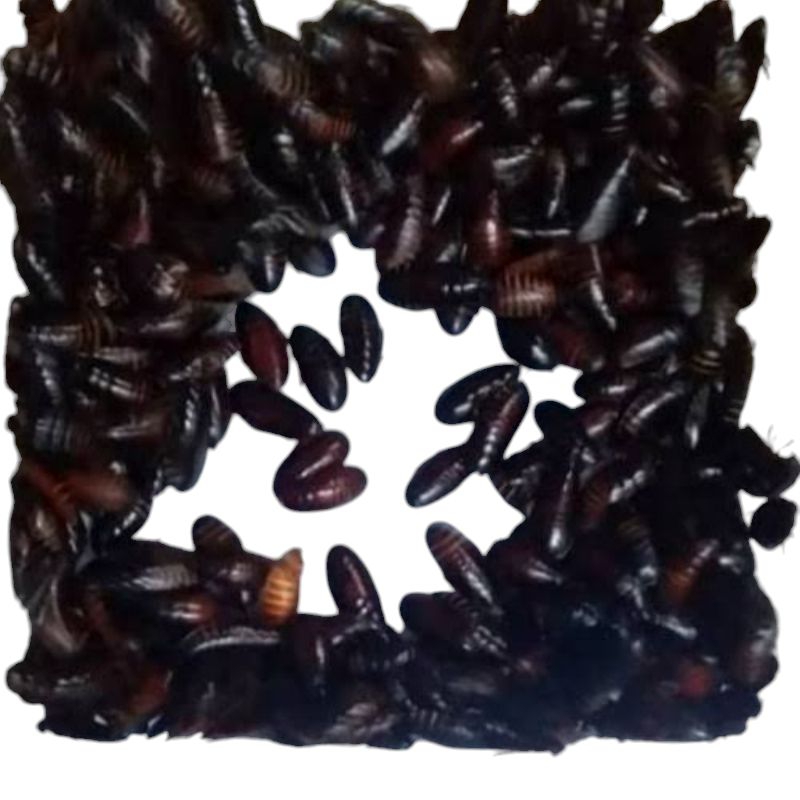 Kecoa Batu // Kemelendeh / Umpan Gacor Galatama Lele dan semua ikan