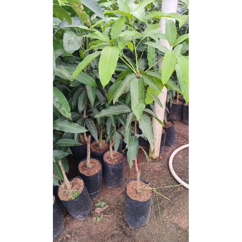 

mangga cokana hasil dari okulasi