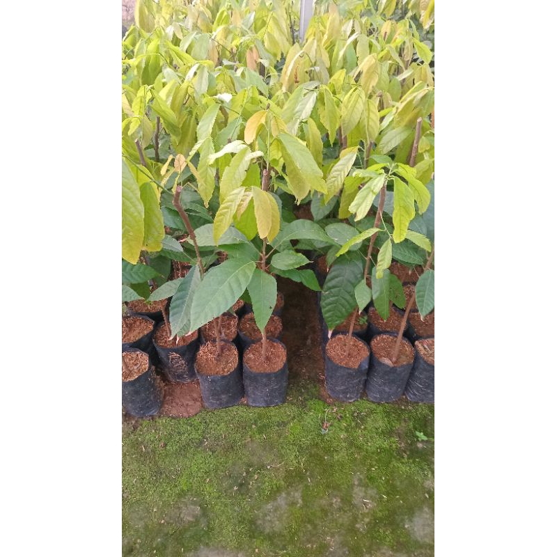 

bibit mmc02 hasil sambung pucuk