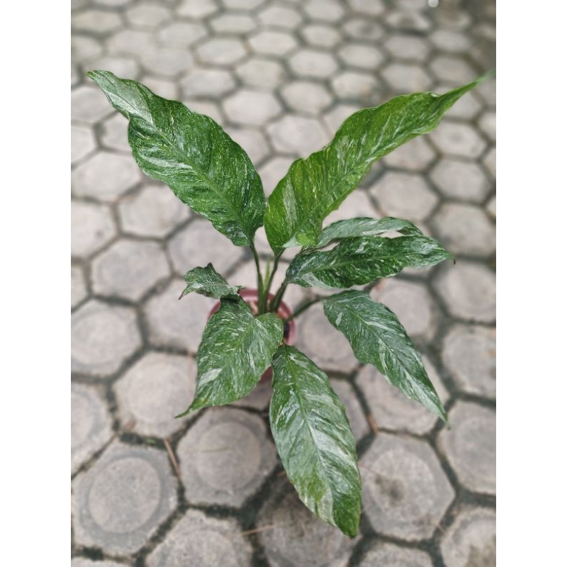 peace lily domino / spatufillum domino