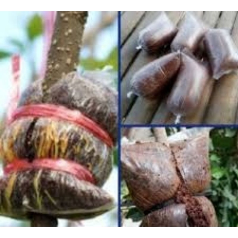 Media tanam cangkok perangsang akar