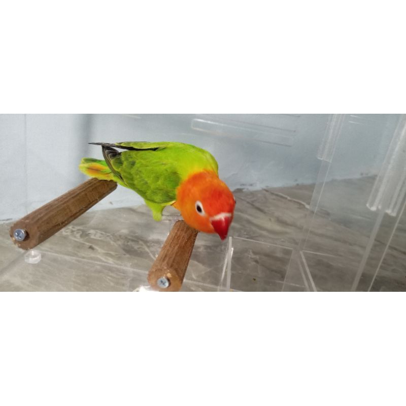 burung lovebird biola green paud mutasi dewasa