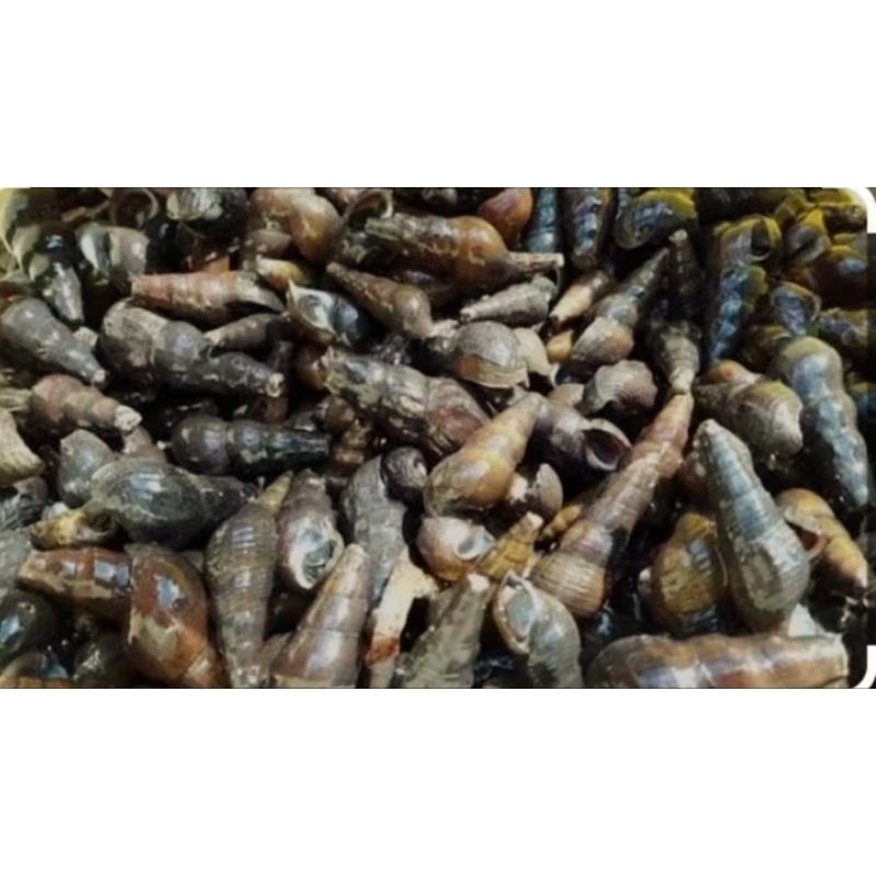 

kerang susuh(sungai) segar 200grm