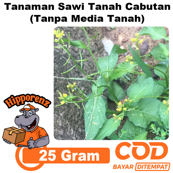 

Sawi Tanah Cabutan Per 25 Gram