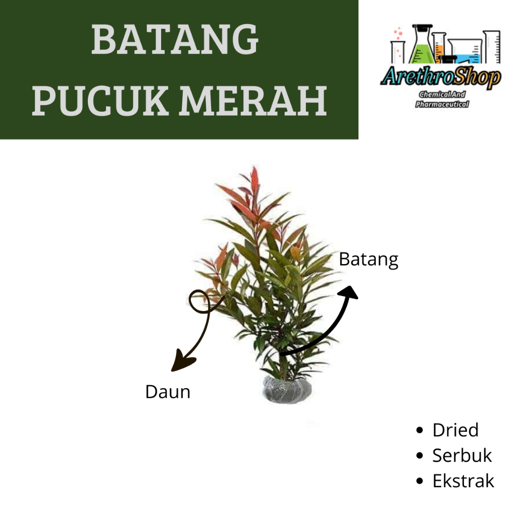 

EKSTRAK BATANG PUCUK MERAH 10 GRAM BEST PRODUCT