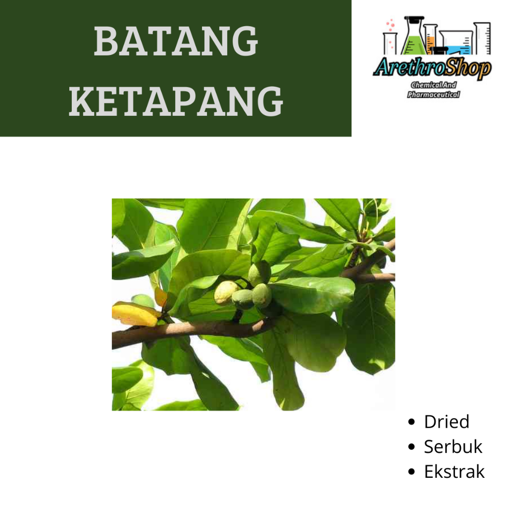 

EKSTRAK BATANG KETAPANG 10 GRAM BEST PRODUCT