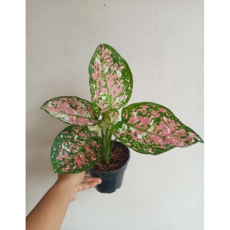 Aglaonema Tri Color