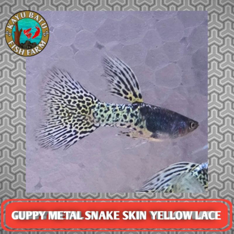 GAMBAR..1KAN..GUPPY..METAL..SNAKE..SKIN..YELLOW..LACE..MSSYL