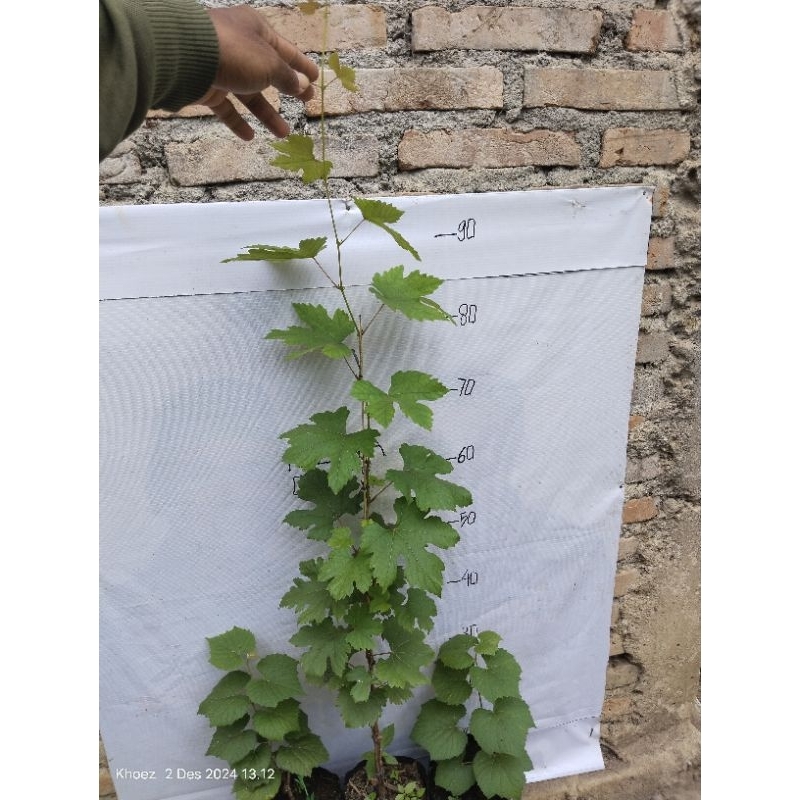 bibit anggur gos V rs import