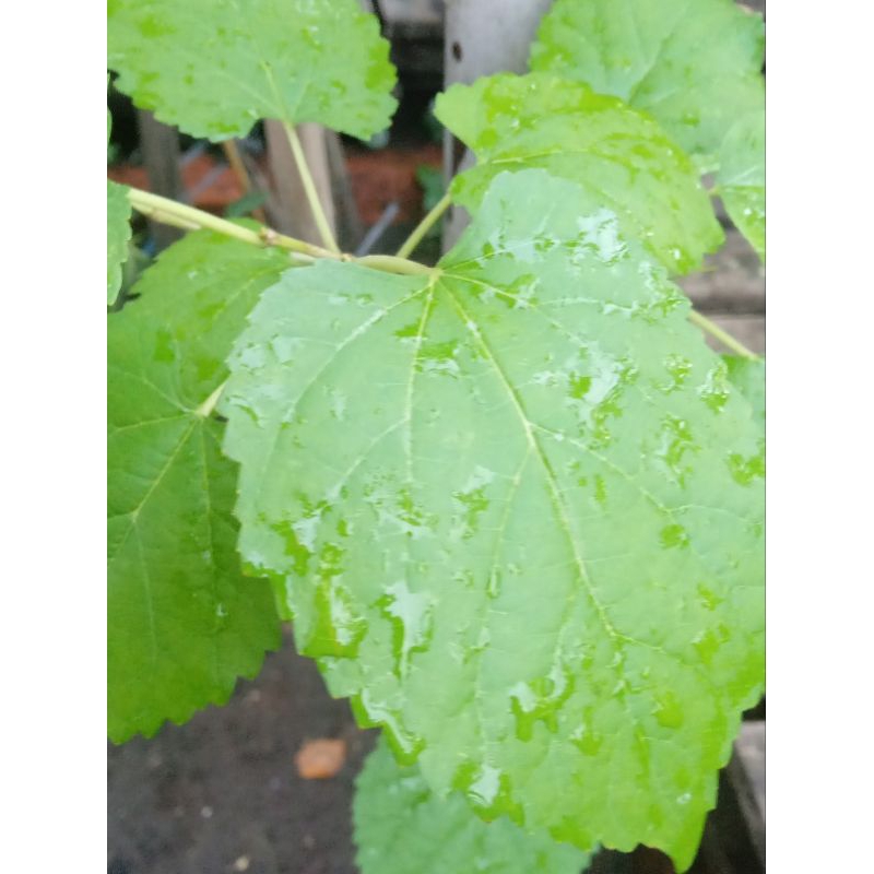 

daun murbei / mulbery segar 25 lembar,di petik ketika order masuk