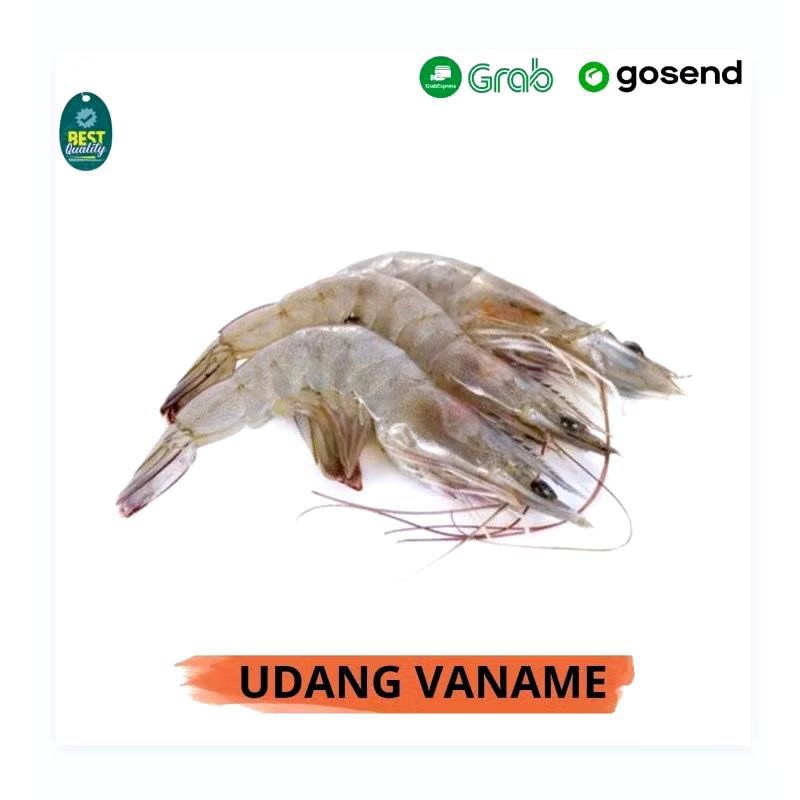 

UDANG VENAME SEDANG FRESH