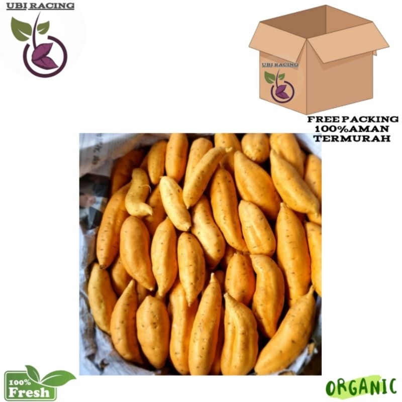 

Ubi Cilembu Madu 1kg Super Langsung Dari Petani