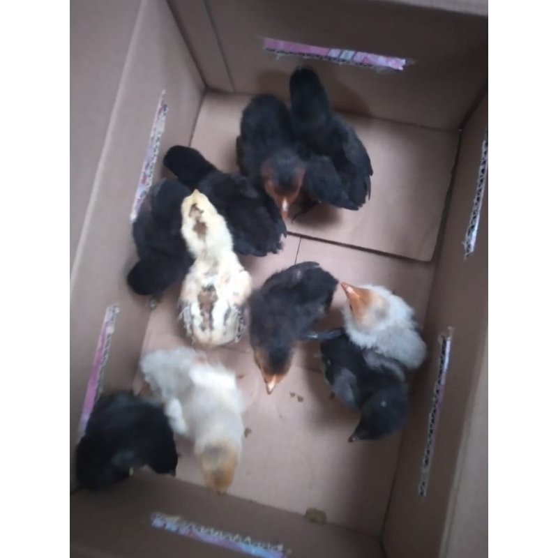 

DAGING AYAM KAMPUNG UNGGULAN/KUB/DOC/BUKAN/DAGING AYAM KAMPUNG JAWA/DOC/AYAM KAMPUNG BERKUALITAS BAIK/GARANSI DIGANTI