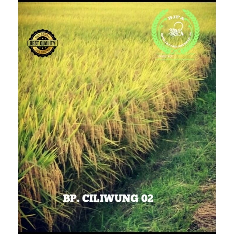 BENIH PADI CILIWUNG 02