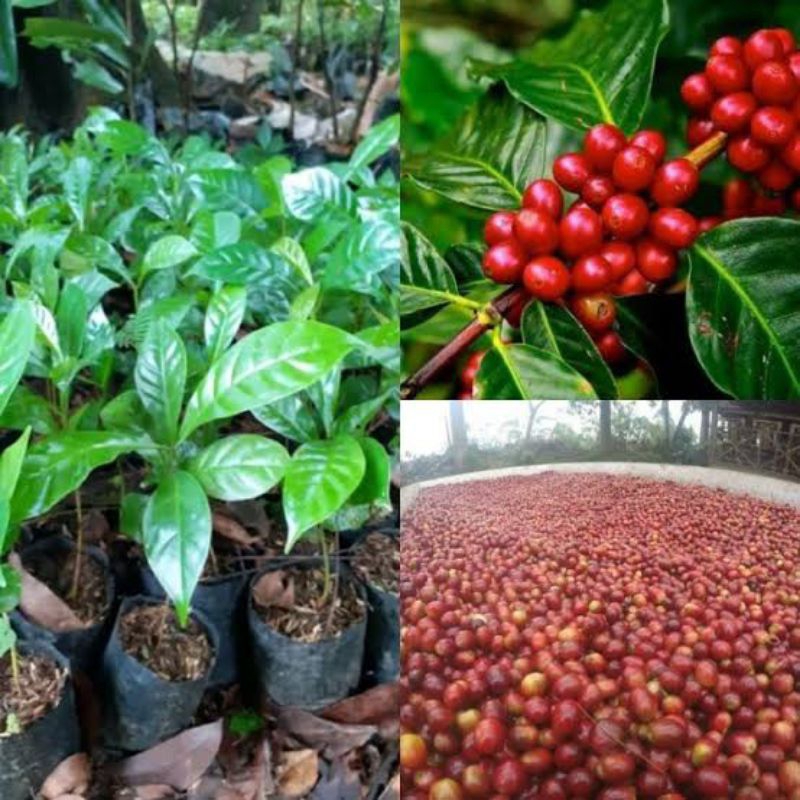 bibit kopi robusta_bibit kopi ateng_bibit kopi Arabika _kopi Sumatra unggulan/12pcsl