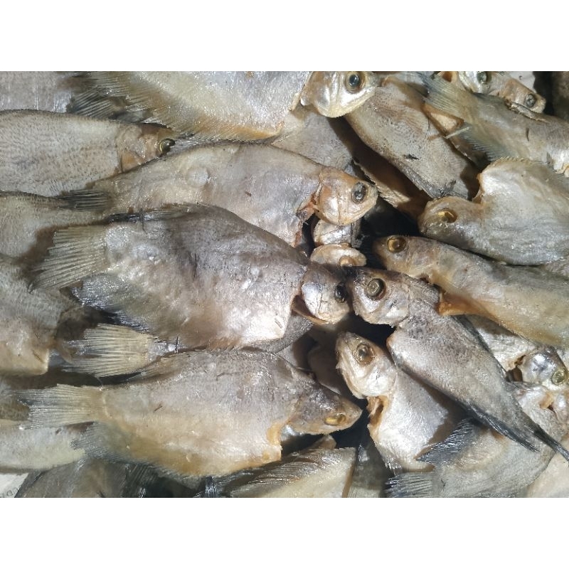 

ikan sepat siam ukuran jumbo 20.000