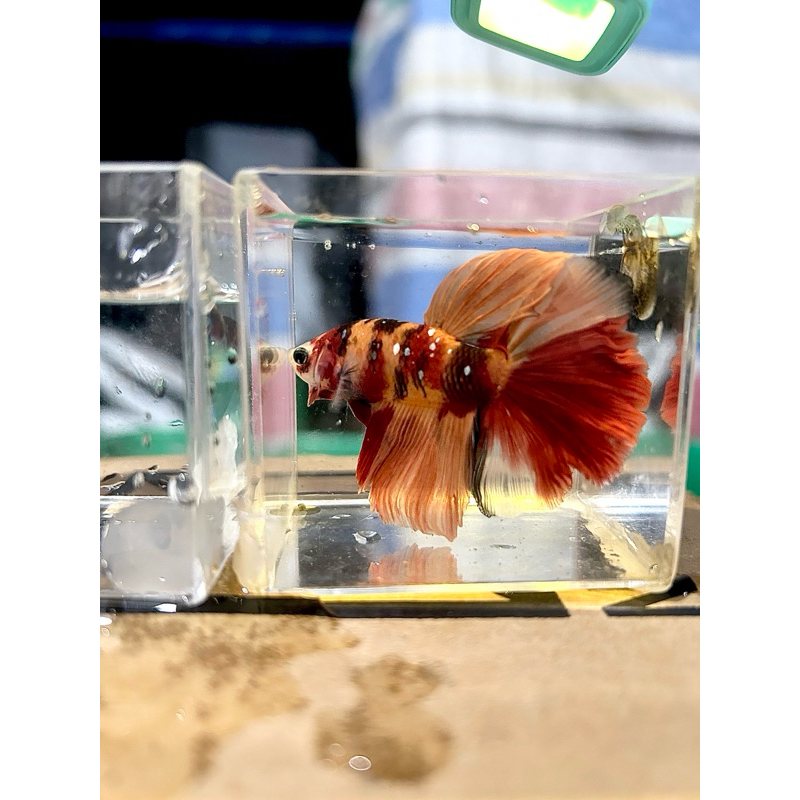 ikan cupang hiasan aquarium jenis halfmoon multi color size XL