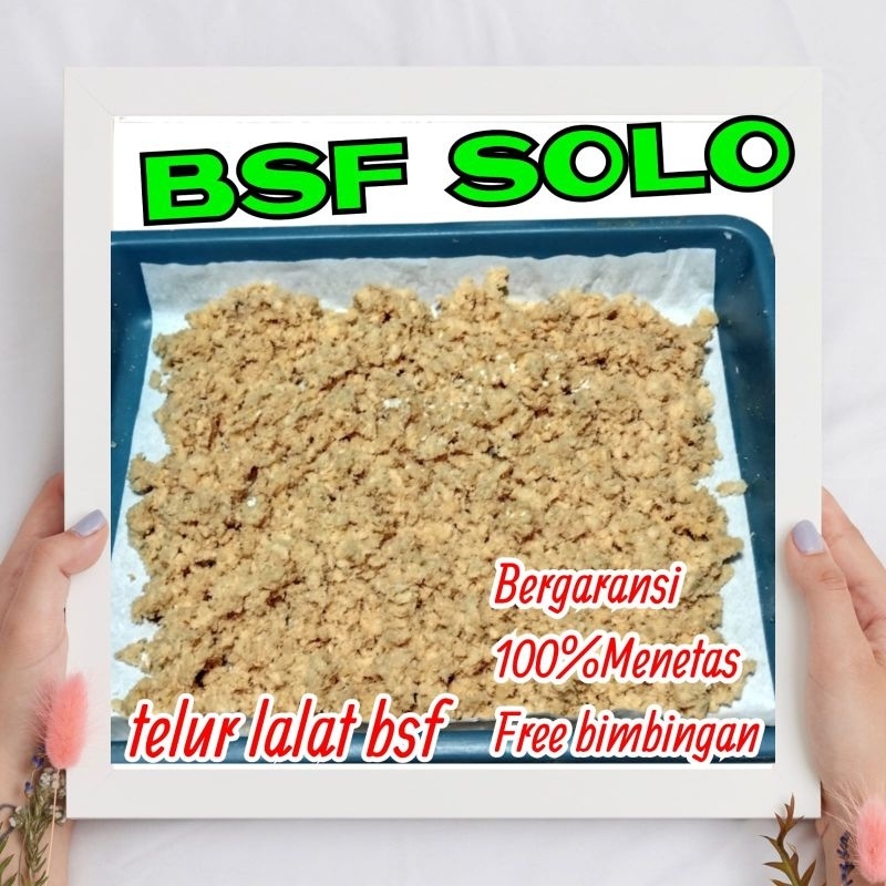 PROMO MURAH [5GRAM]Telur lalat bsf Telur maggot berkualitas