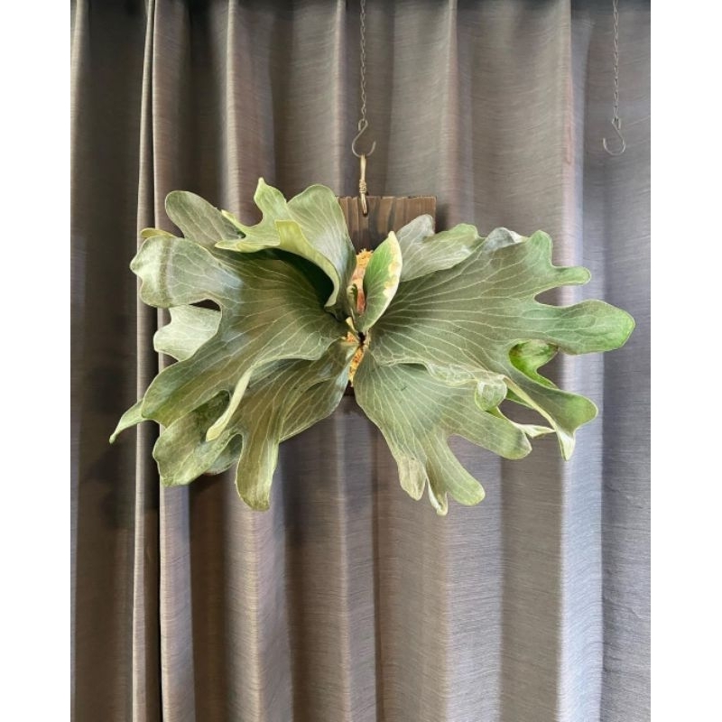 platycerium hillii raijin