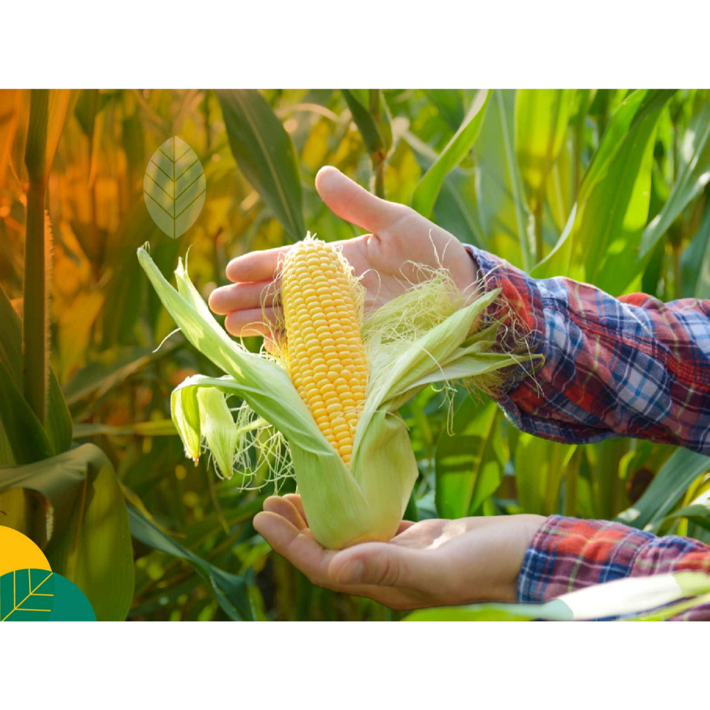 

JAGUNG Manis Fresh Kirim INSTAN