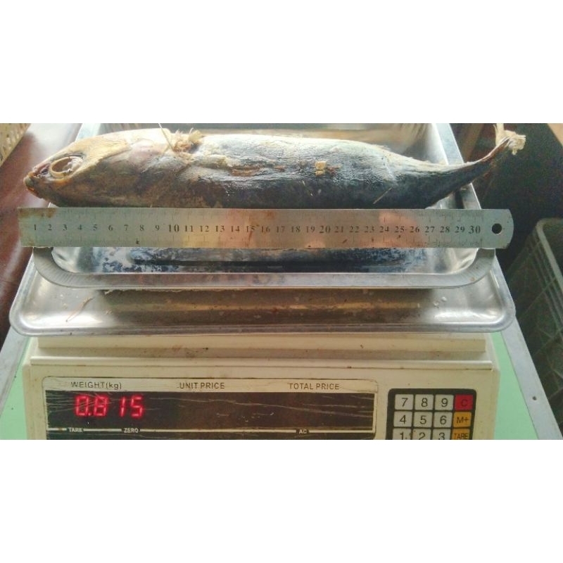 

IKAN TONGKOL PINDANG BESAR