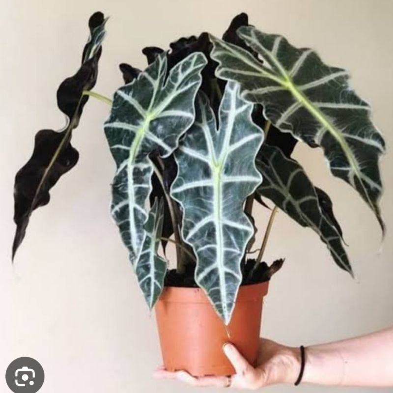 KELADI AMAZON INDUKAN/AMAZONICA