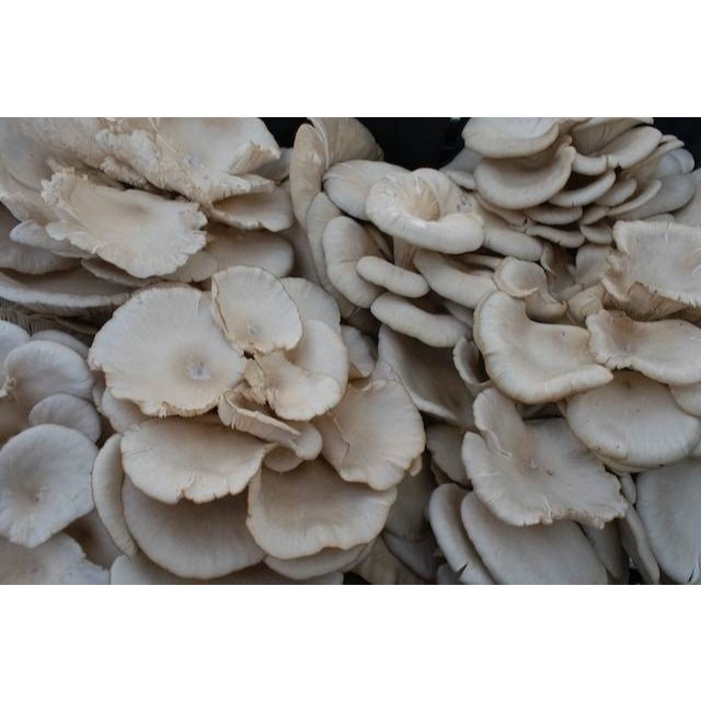 

Jamur Tiram Fresh / Bungkus ( Kirim Instan )