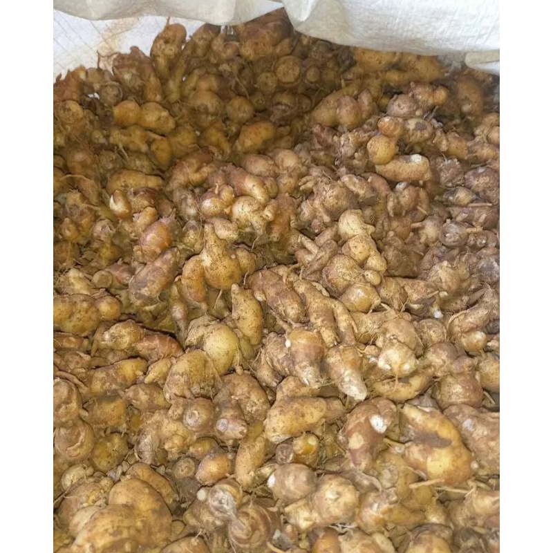 

KENCUR CIKUR BERAT 5KG