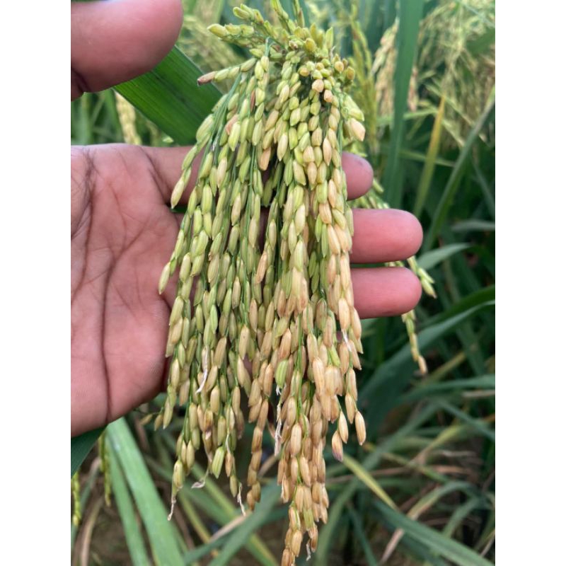 1kg Benih padi Mr 219 super bibit unggul siap tanam