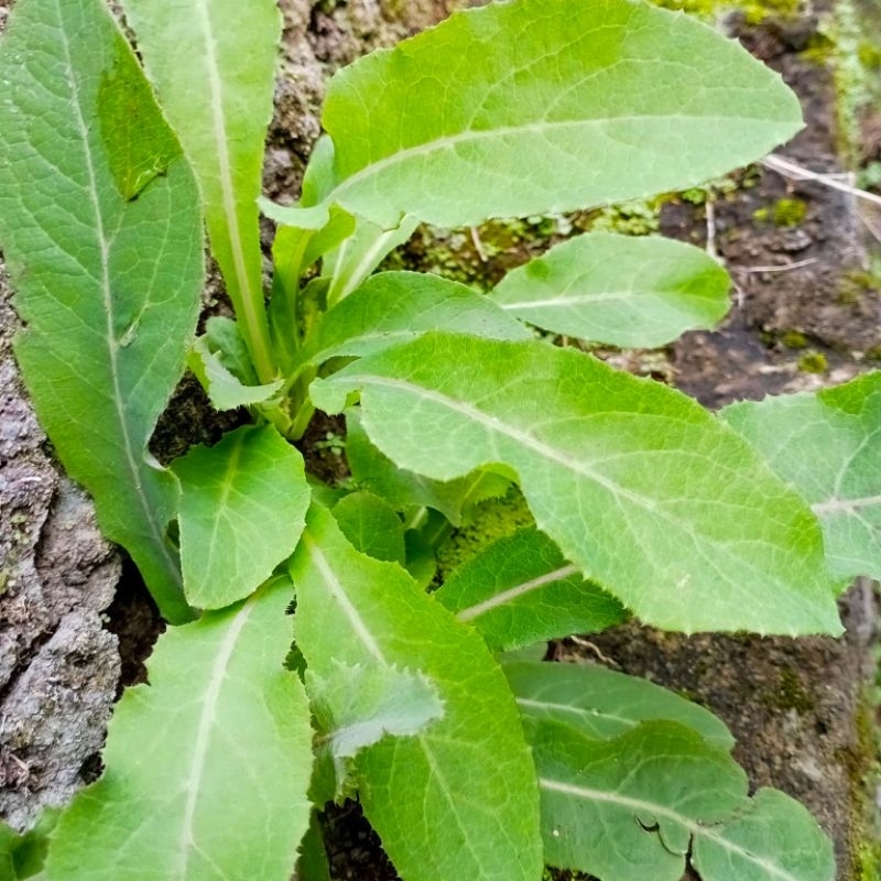 

Daun Tempuyung 500 gr