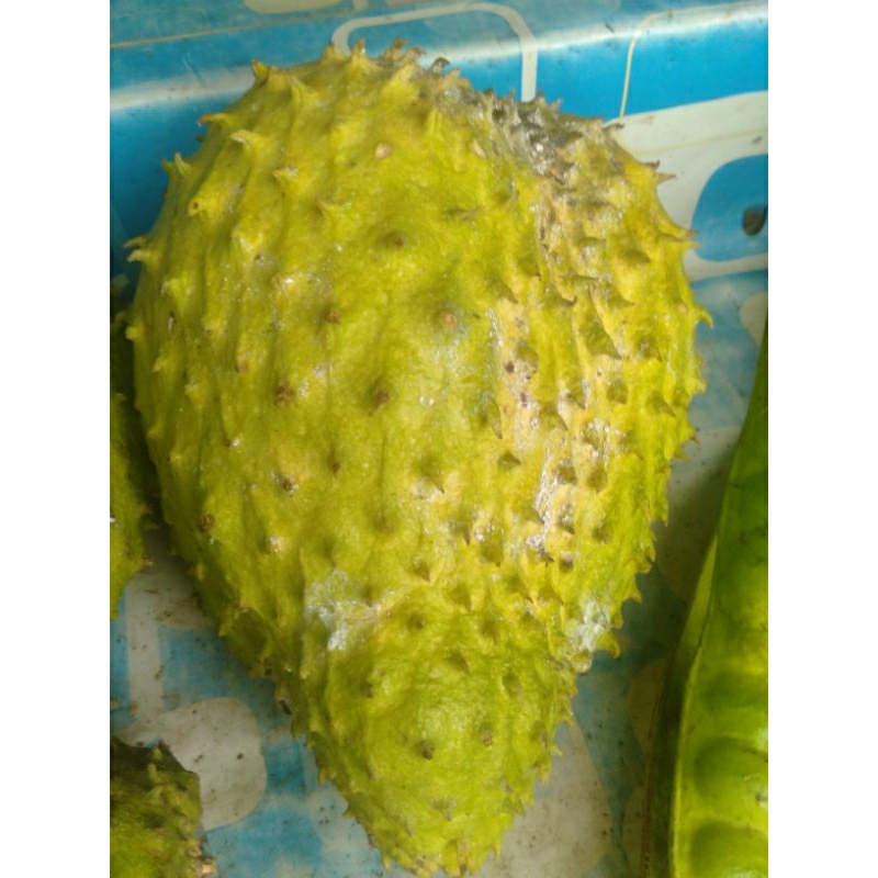 

SIRSAK 1 BUAH BERAT 2KG FRESH