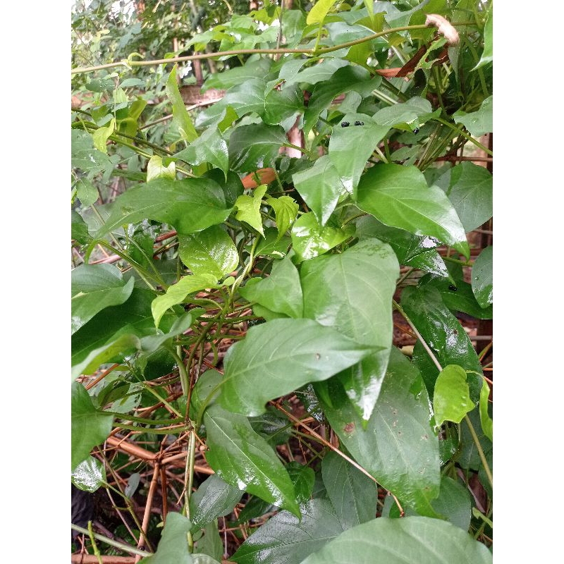 

daun sembukan/daun kentut. 250gr