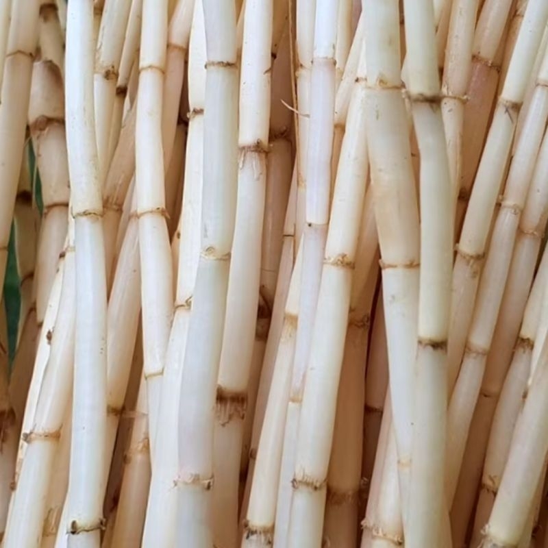 

akar alang alang murni segar 500gram
