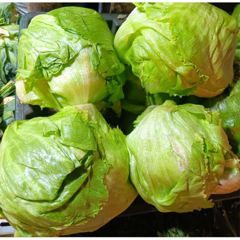 

lettuce head 500gr