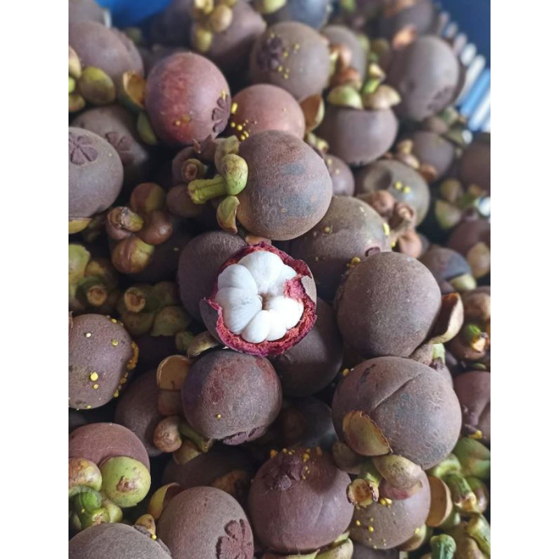

buah manggis segar 1kg langsung dari petani organik berkualitas
