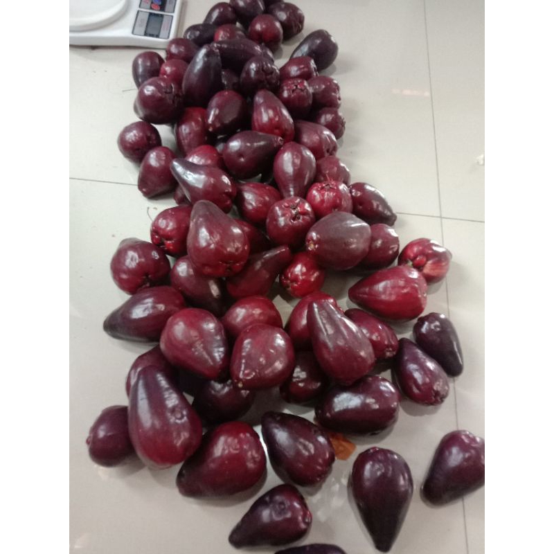 

BUAH JAMAIKA 1KG ASLI FRESH