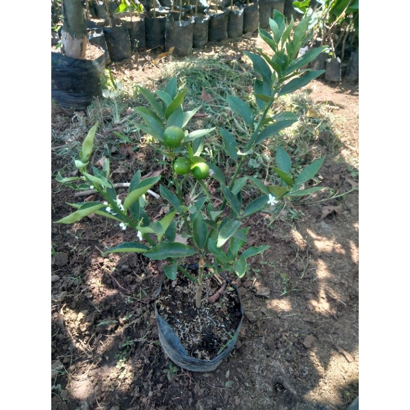 Bibit jeruk tongheng/kimkit berbunga