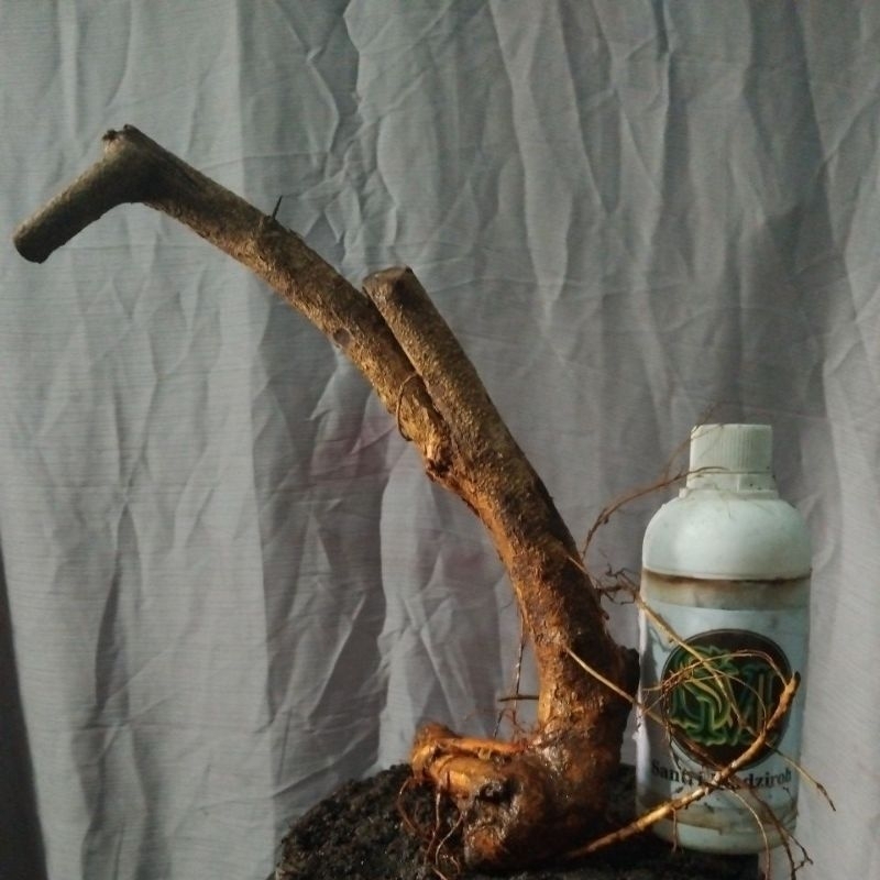 Bahan Bonsai Sisir Kaliage Dongkelan Small medium iformal, bunjin The Maxx 30 cm real pick