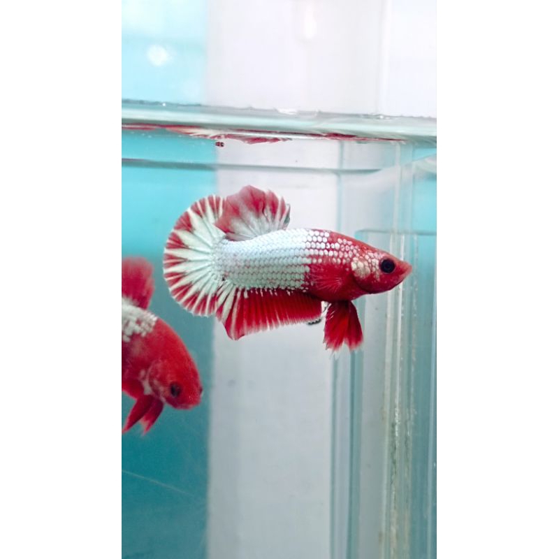 fccp red head startail