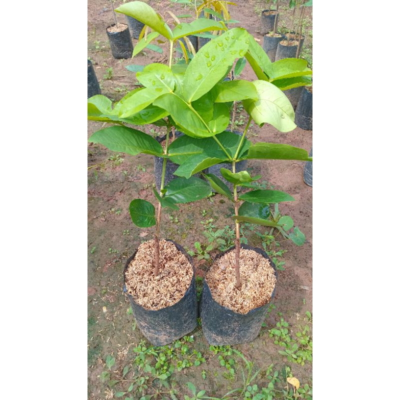 

jambu air varietas kiojok hasil okulasi cepat berbuah