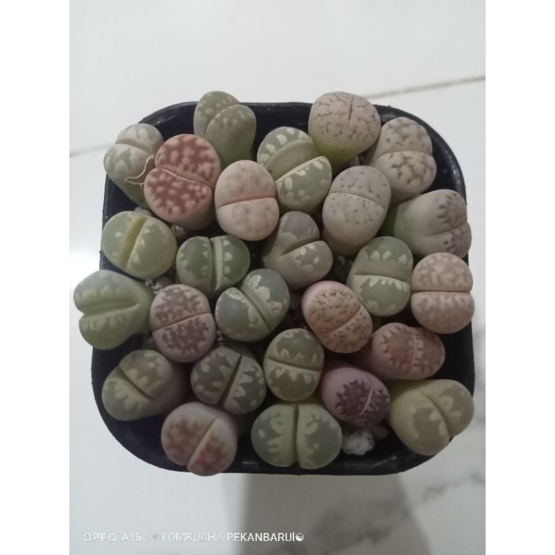 lithops