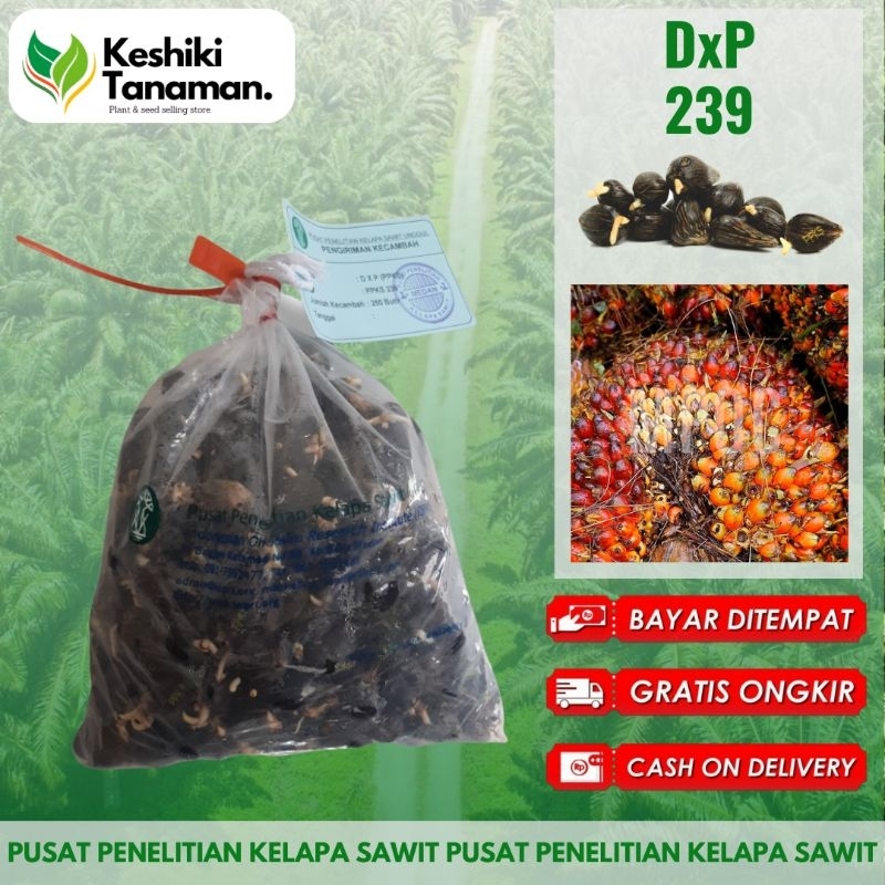 Terlaris No.1 KKS DxP PPKS 239 Unggul #BibitKelapaSawit