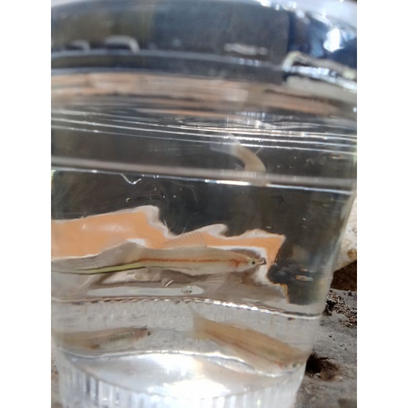 Ikan hias peletis pedang jantan, PUTIH isi 5 e