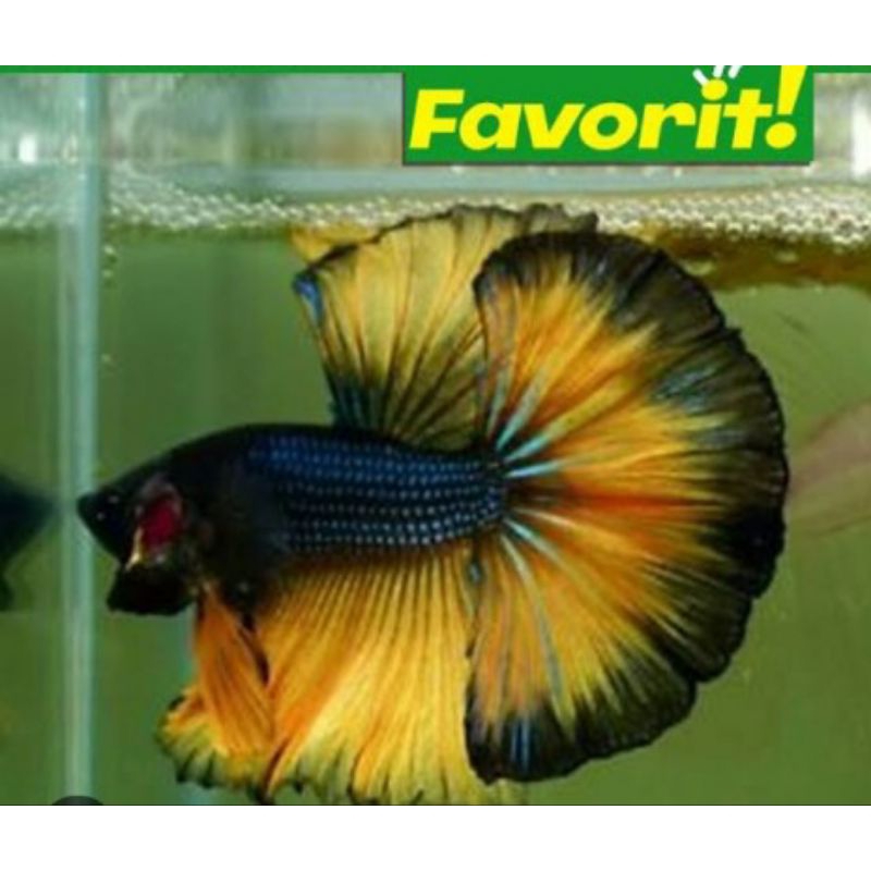 HalmonJUNIO EKOR LEBAR