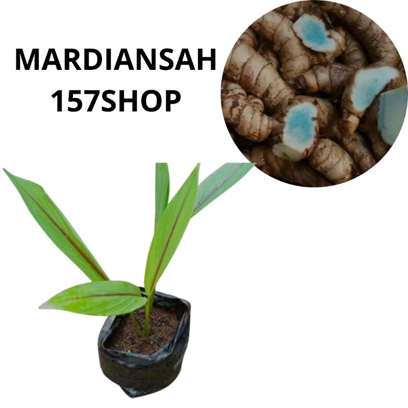 Bibit temu ireng siap tanam - bibit temu hitam