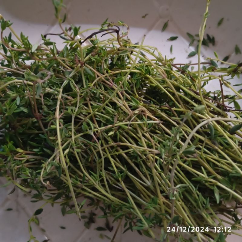 

DAUN THYME SEGAR 30 GRAM FRESH DENPASAR BALI