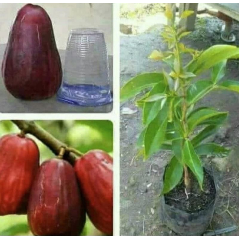 bibit jambu Jamaika hasil okulasi siap berbuah